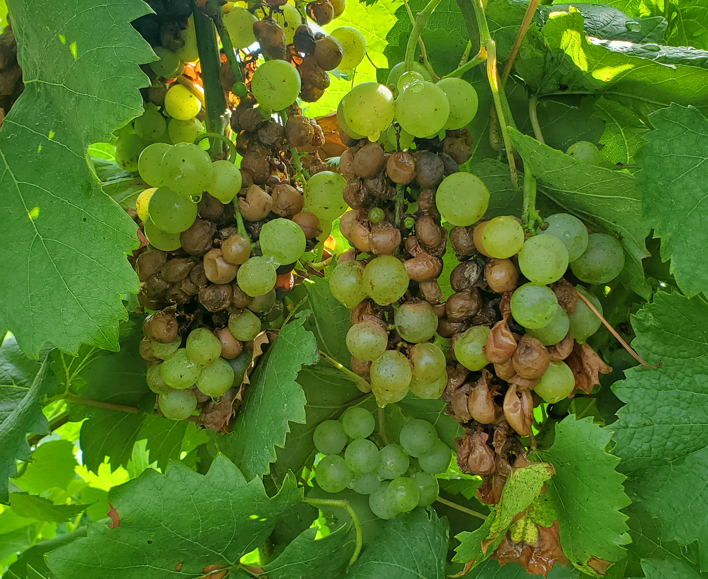 Sour rot on grapes